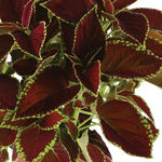 Coleus Fireball